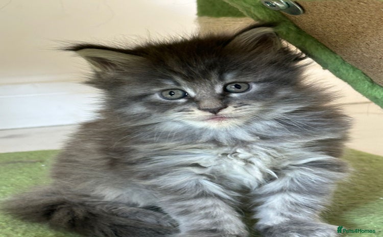 Maine Coon cats - Advert 13