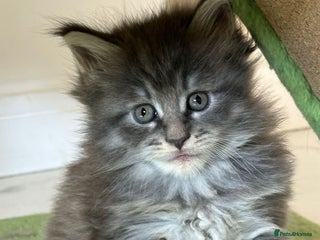 Maine Coon cats for sale - Advert 1