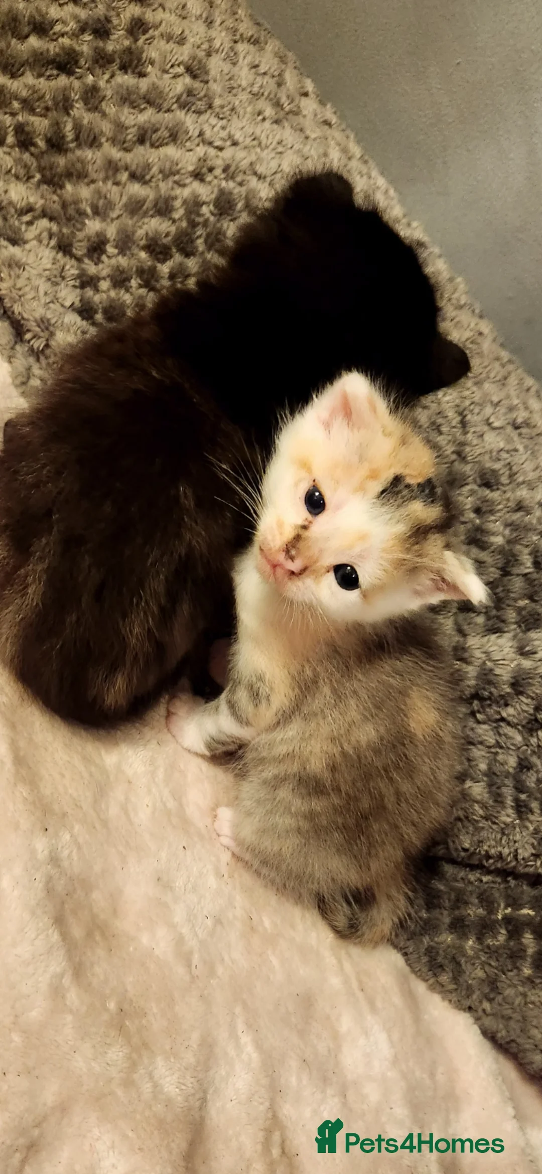 British Shorthair cats for sale: 2 beautiful kittens looking for forever home  - Advert 4