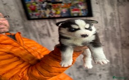 Siberian Husky dogs for sale: Siberian husky puppy’s for sale  - Image 19