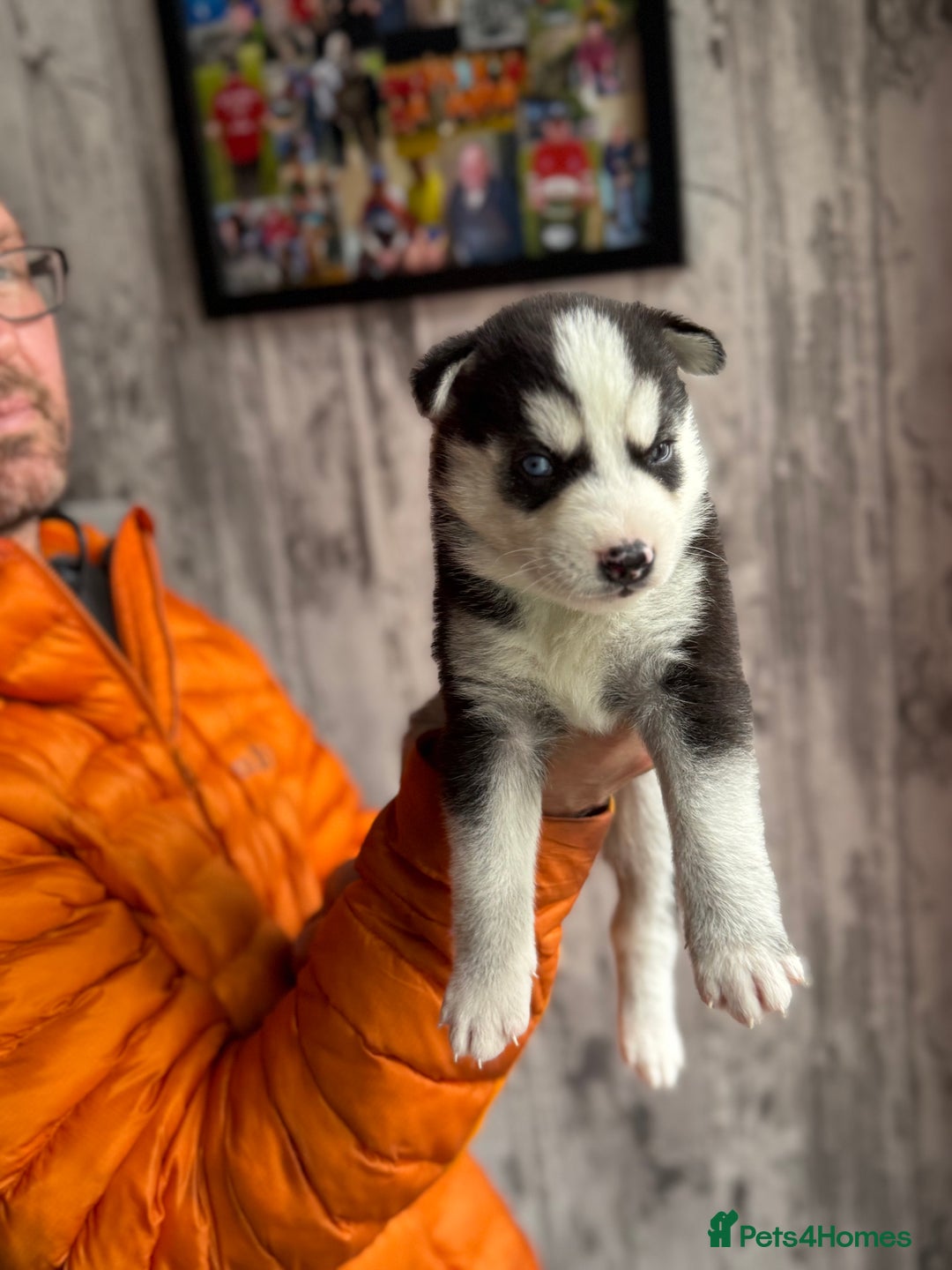 Siberian Husky dogs for sale: Siberian husky puppy’s for sale  - Image 19