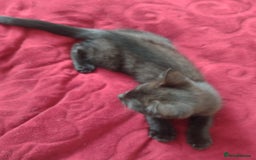 Mixed Breed cats for sale: 12 weeks old boy looking for a new home  - Image 6