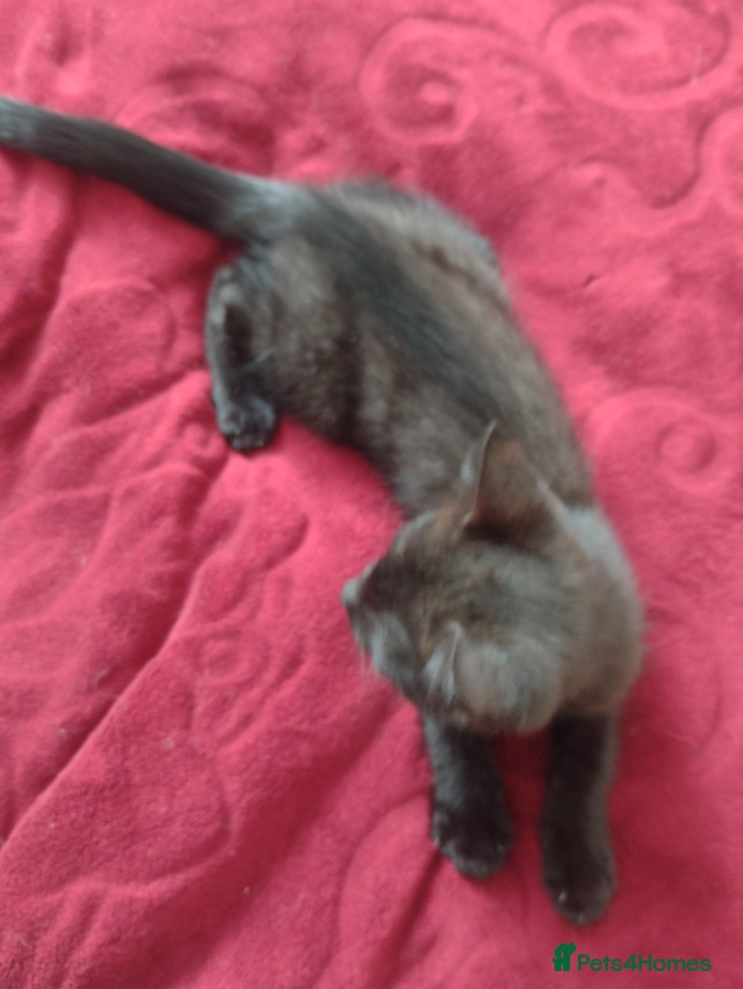 Mixed Breed cats for sale: 12 weeks old boy looking for a new home  - Image 6