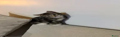 Domestic Shorthair 1