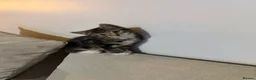 Domestic Shorthair cats for sale: 9-week-old male tabby kitten. in London - Advert 2