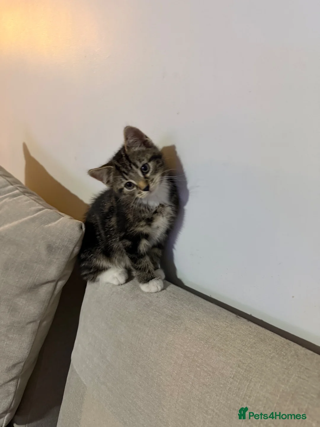 Domestic Shorthair cats for sale: 9-week-old male tabby kitten. in London - Advert 2