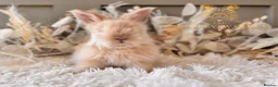 Angora rabbits for sale: BEAUTIFUL LITTER OF ANGORAS - Advert 9
