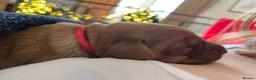 Labrador Retriever dogs for sale: Outstanding KC registered Fox Red Labrador Puppies - Advert 8