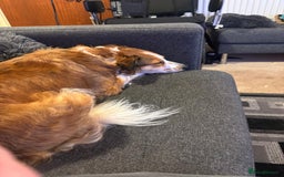 Welsh Collie dogs for sale: Female Welsh collie for sale - Image 3