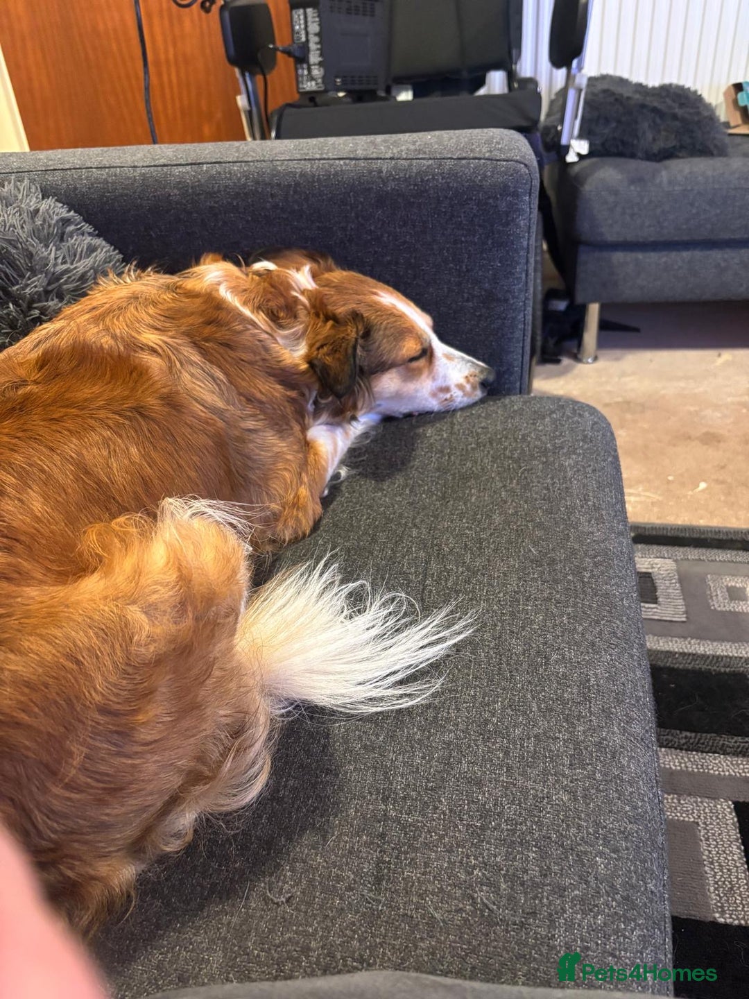 Welsh Collie dogs for sale: Female Welsh collie for sale - Image 3