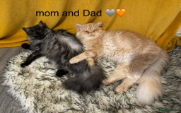 Persian cats for sale: Persian kittens - Image 17