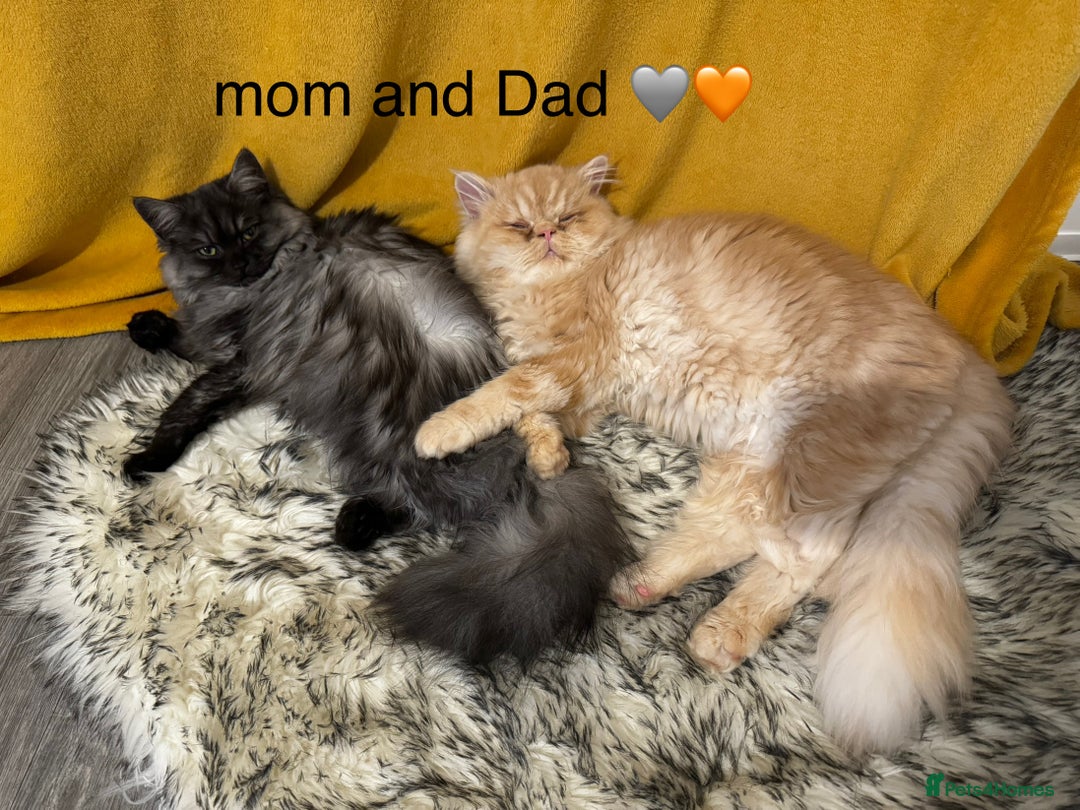Persian cats for sale: Persian kittens - Image 17
