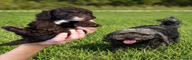 Cockapoo 3