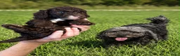 Cockapoo dogs for sale: F1B cockapoo puppies 2 boys 1 girl  - Advert 4