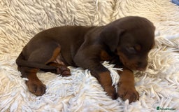 Dobermann dogs for sale: 12 stunning Doberman puppies - Image 20