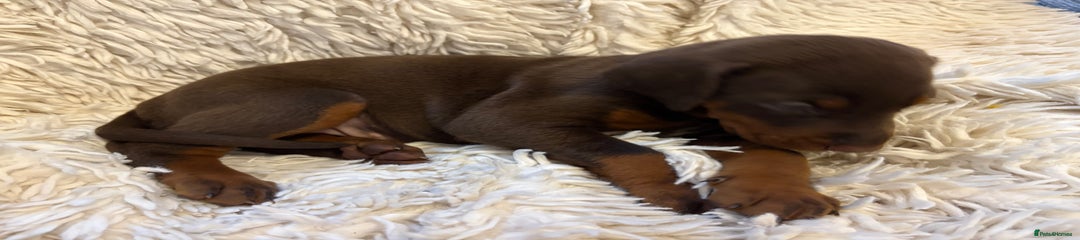 Dobermann Puppy 5 purple 