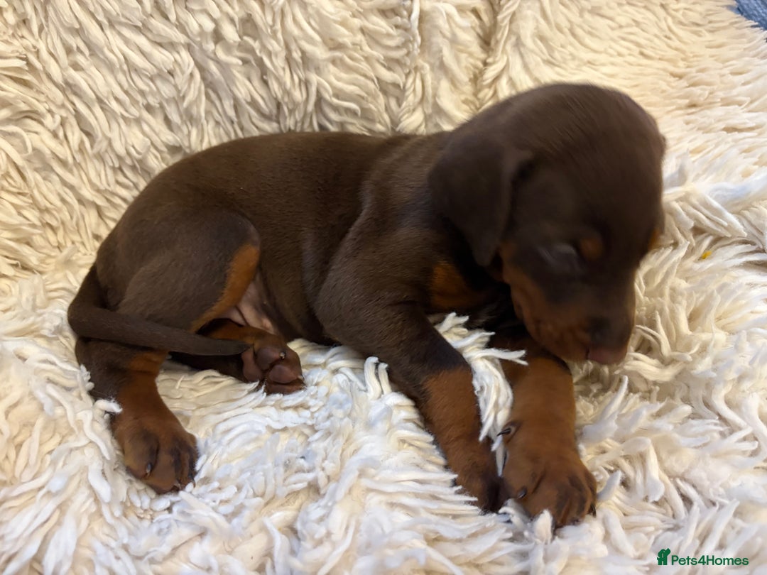 Dobermann dogs for sale: 12 stunning Doberman puppies - Image 20