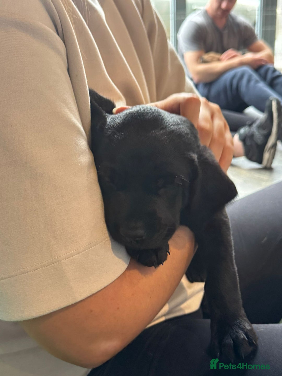 Labrador Retriever dogs for sale: Beautiful Lab Pups Looking for Loving Homes  - Image 3