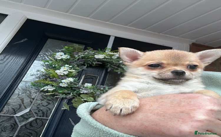 Pomchi dogs - Advert 10