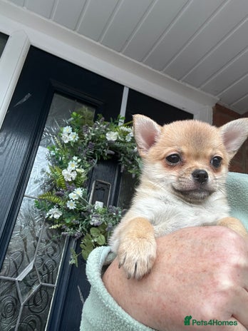 Pomchi dogs - Advert 10