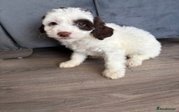 Cockapoo dogs for sale: Cockapoo puppies - Image 2