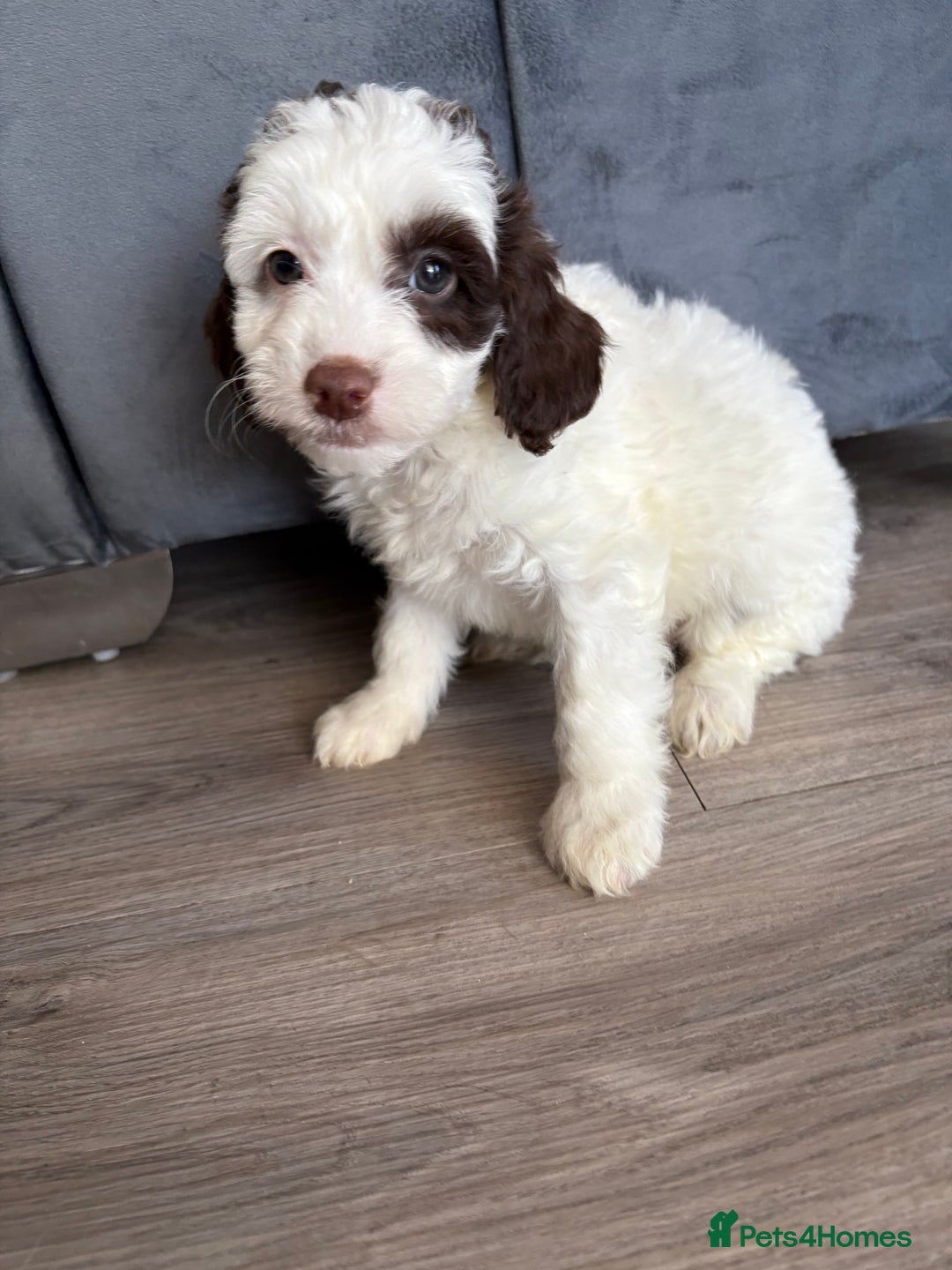 Cockapoo dogs for sale: Cockapoo puppies - Image 2