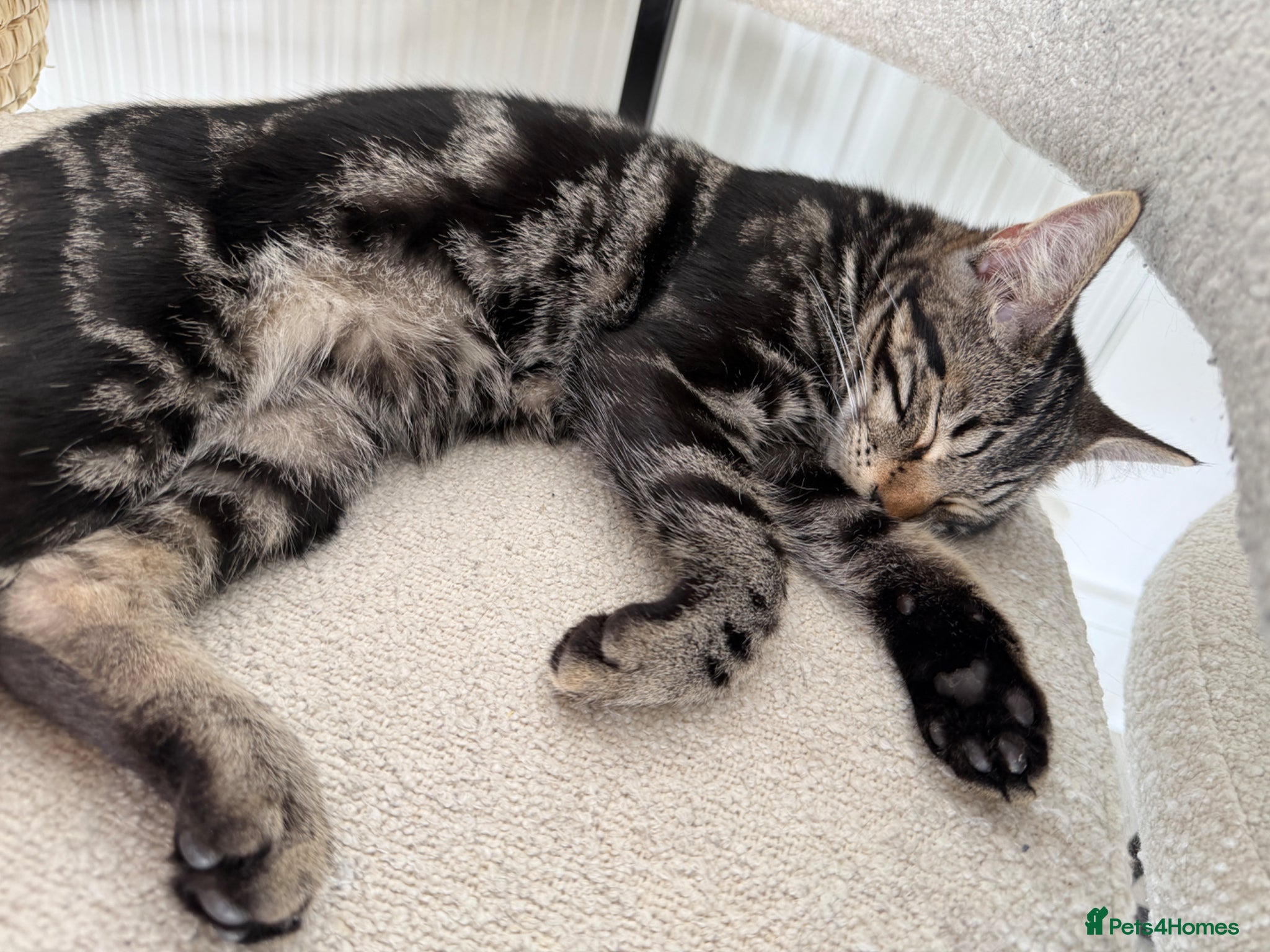 Mixed Breed cats 2 tabby male kittens  - Advert 1