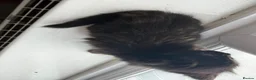 Mixed Breed cats for sale: 2 beautiful kittens for sale  - Advert 15