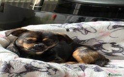 Mixed Breed dogs for sale: Dachshund cross Pekingese  - Image 2