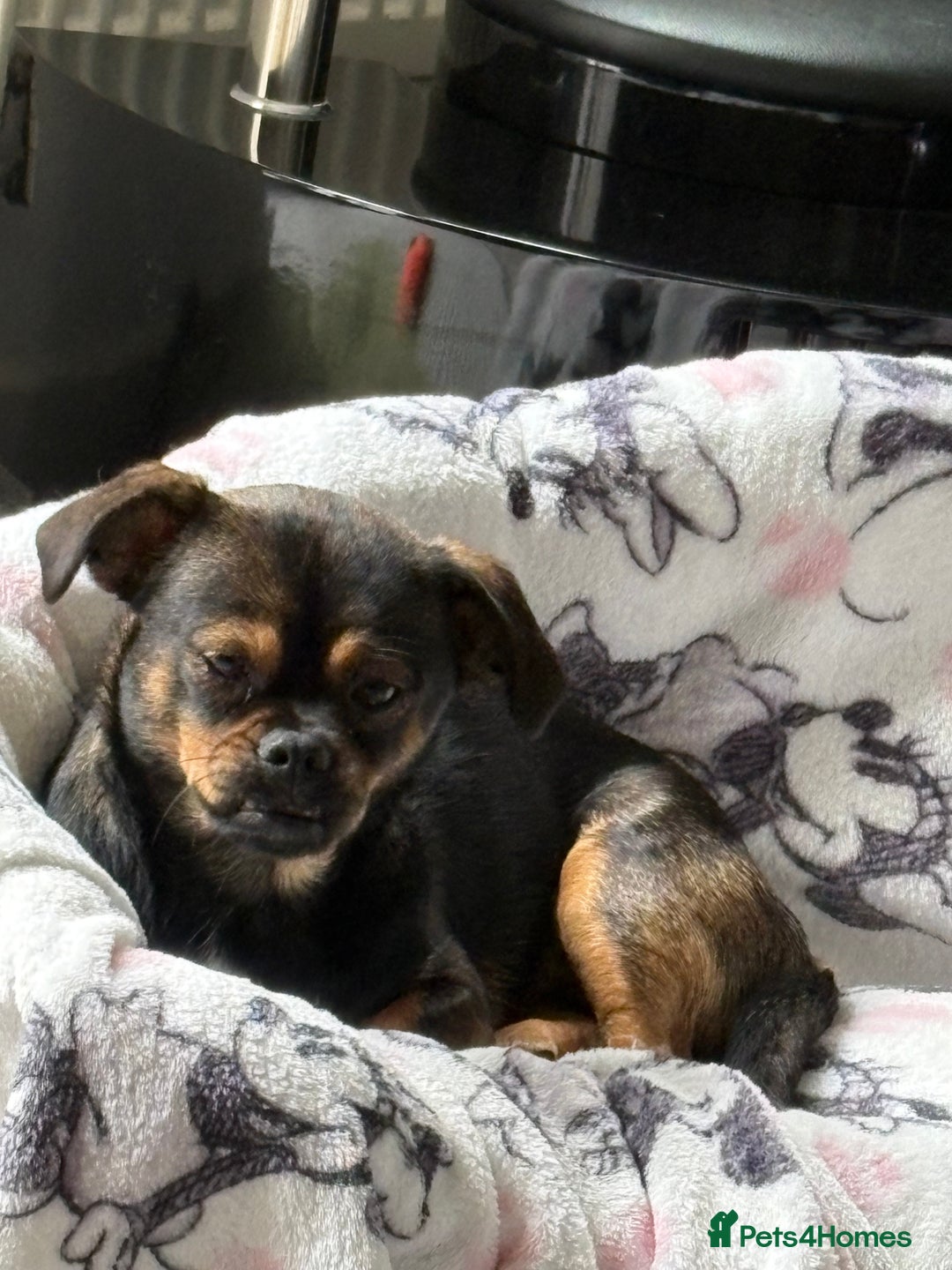 Mixed Breed dogs for sale: Dachshund cross Pekingese  - Image 2