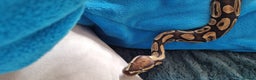 Python Snake reptiles for sale: Royal python - Advert 4