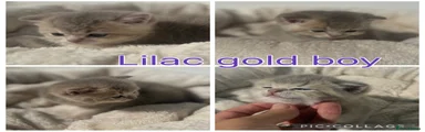 Lilac gold boy