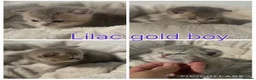 British Shorthair cats for sale: Lilac golden and gold GCCF kittens  - Advert 6