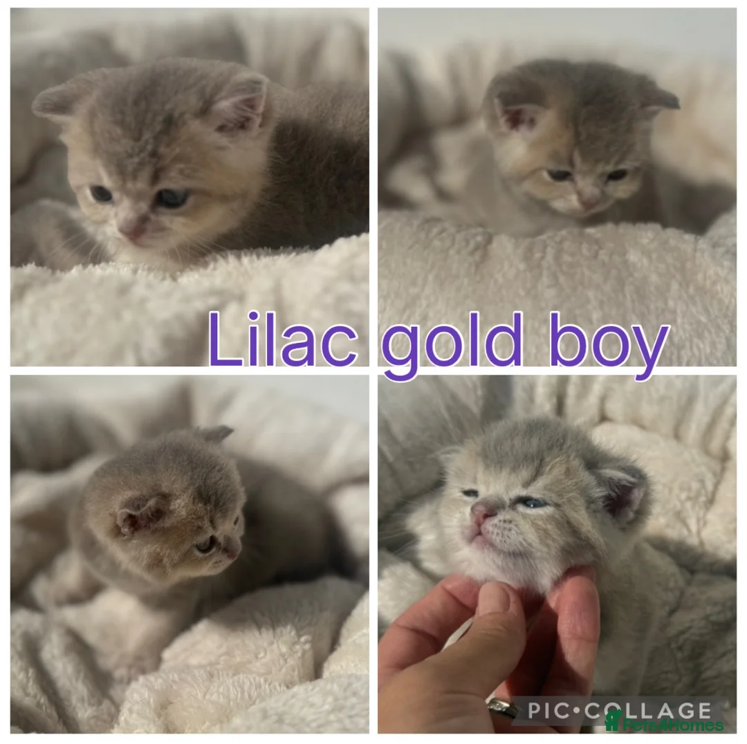 British Shorthair cats for sale: Lilac golden and gold GCCF kittens  - Advert 6
