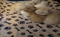 Ragdoll cats for sale: TICA Ragdoll Kittens – Mink, Sepia & Traditional - Image 7