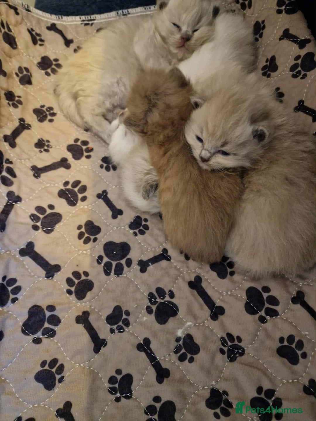 Ragdoll cats for sale: TICA Ragdoll Kittens – Mink, Sepia & Traditional - Image 7