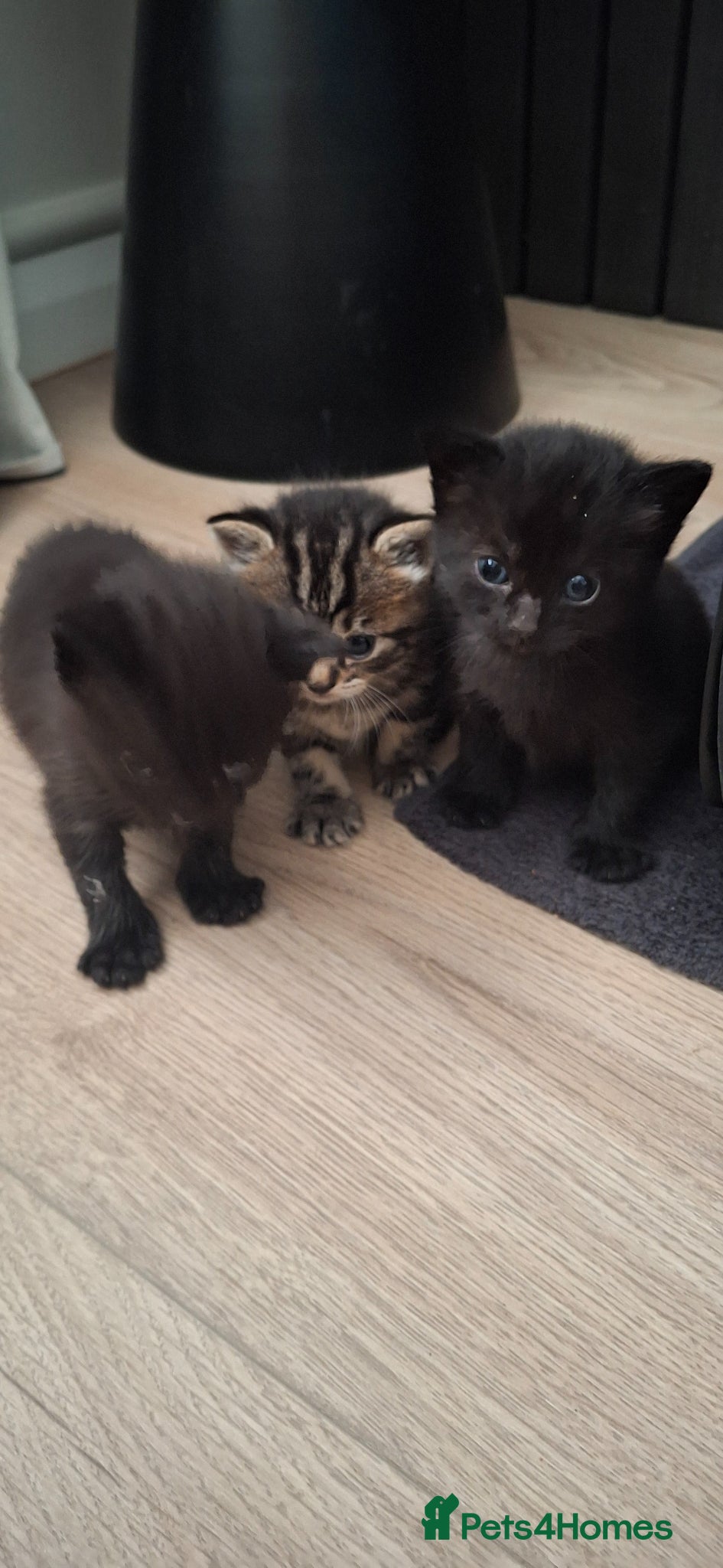 Mixed Breed cats for sale: British longhaired x kittens  in Leiston - Advert 6
