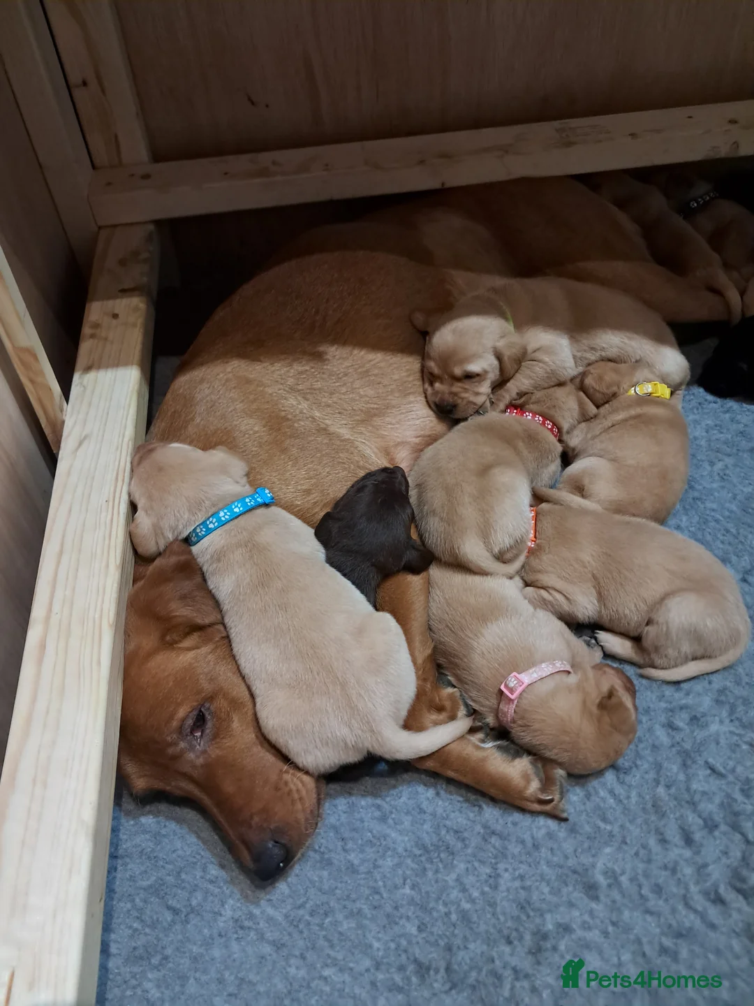 Labrador Retriever dogs for sale: Labrador Puppies - Advert 9