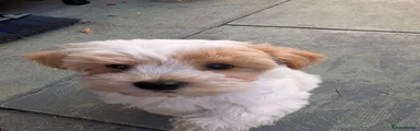 Maltipoo 1