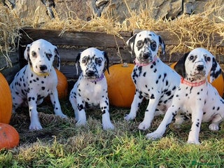 Dalmatian dogs KC Registered Dalmatian Puppies - Advert 6