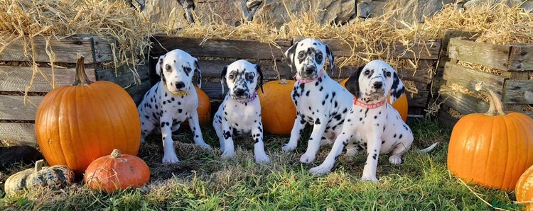 Dalmatian dogs - Advert 2