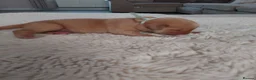 Labrador Retriever dogs for sale: 9 beautiful new born Labradors  in Blackwood - Advert 12