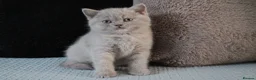 British Shorthair cats for sale: TICA British Shorthair & Longhair Kittens  - Advert 30
