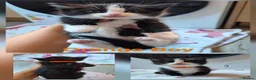 Mixed Breed cats for sale: Beautiful kittens  - Advert 4
