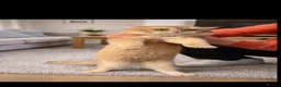 British Shorthair cats for stud: British golden cat - Advert 3