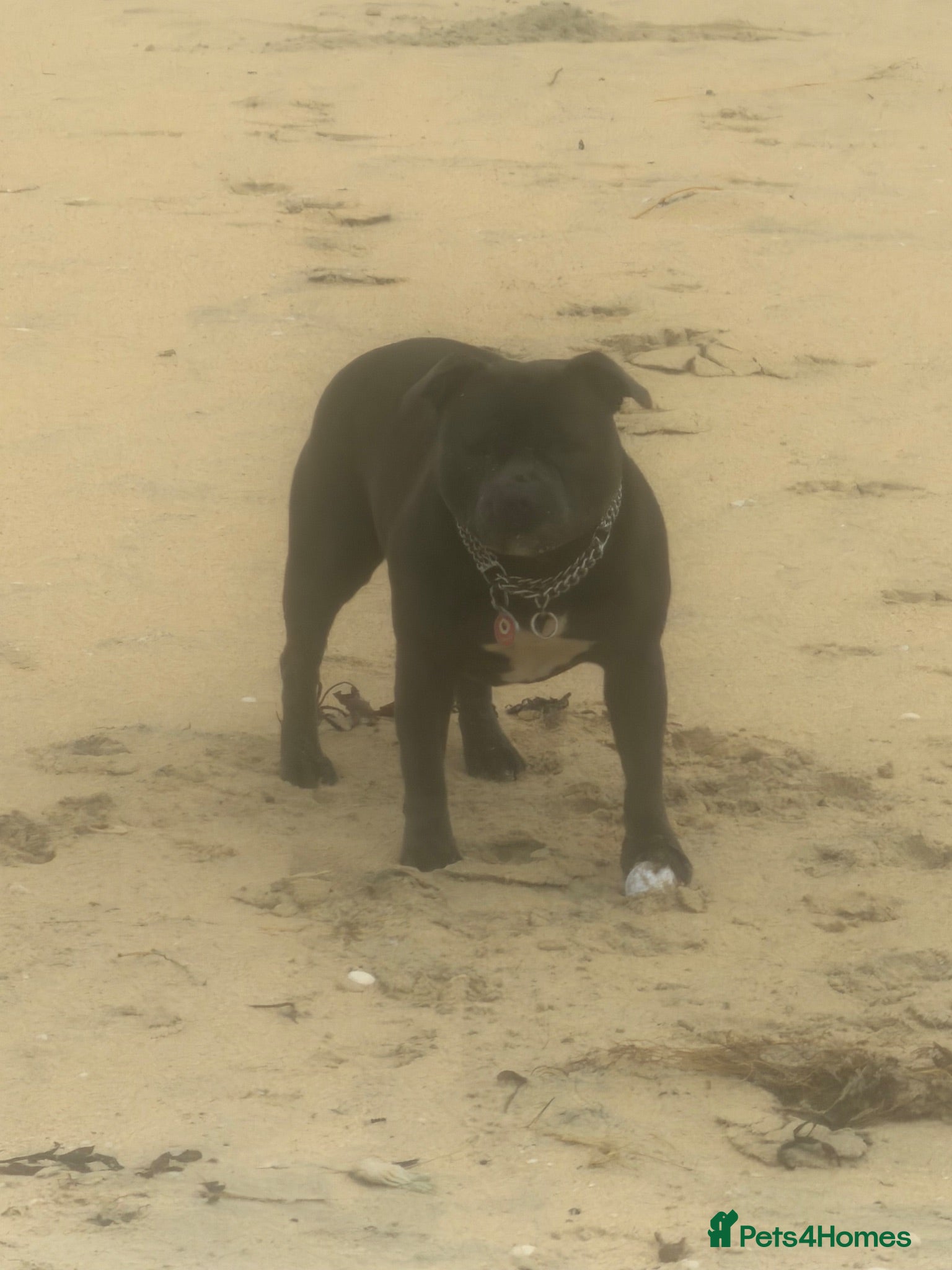 Staffordshire Bull Terrier dogs KCRegistered BlueStaffordshire BullTerrier Puppies - Advert 1
