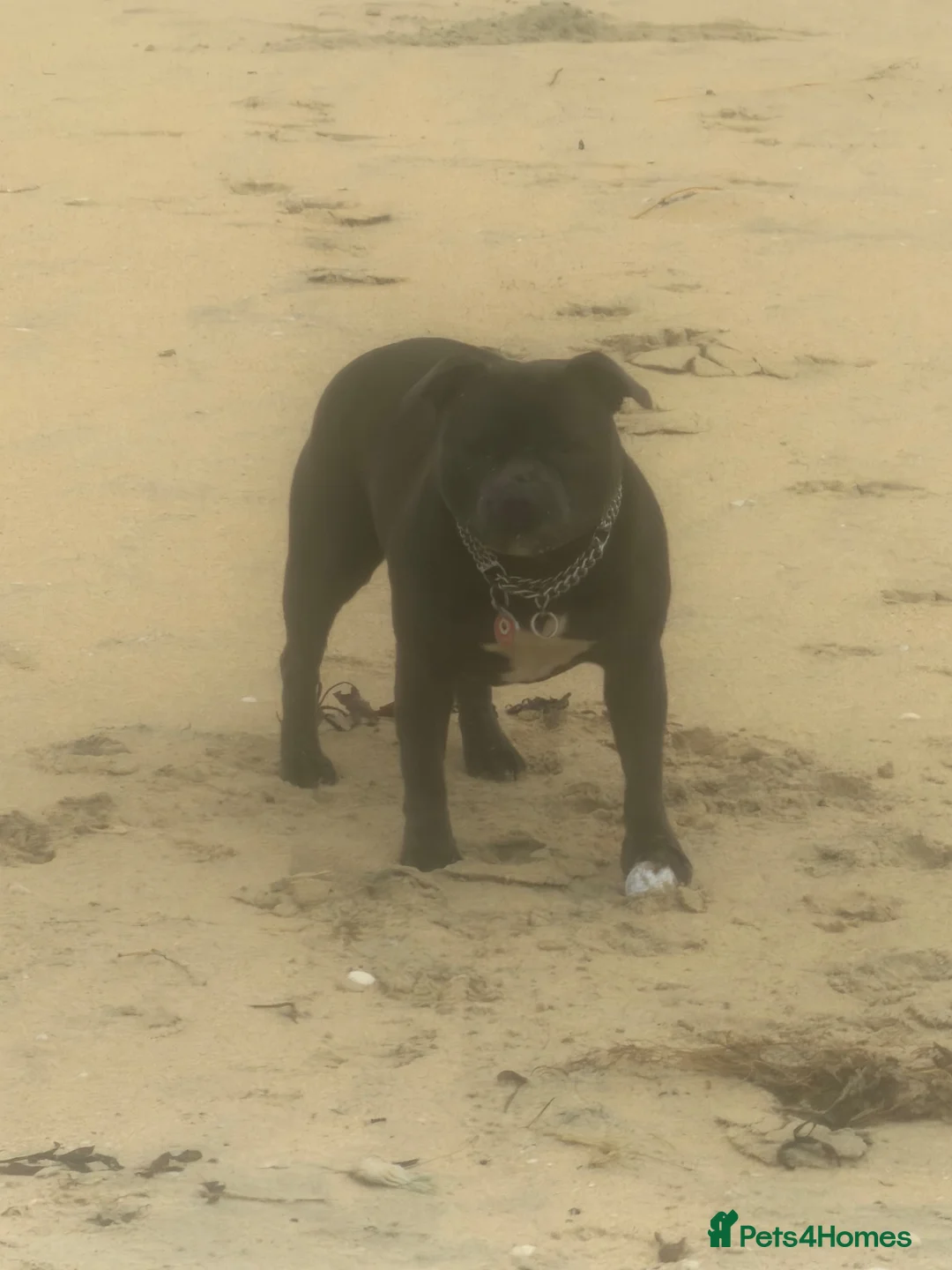 Staffordshire Bull Terrier dogs for sale: KCRegistered BlueStaffordshire BullTerrier Puppies in Clydebank - Advert 1