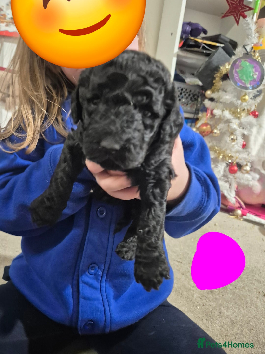 Poodle dogs for sale: Beautiful poodle pups - Advert 3