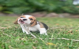 Beagle dogs for sale: Home adorable Beagle Puppies  - Image 3
