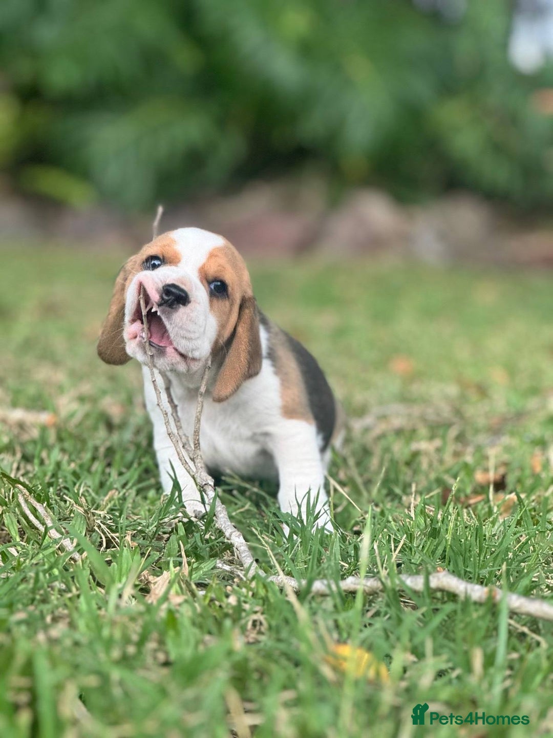 Beagle dogs for sale: Home adorable Beagle Puppies  - Image 3